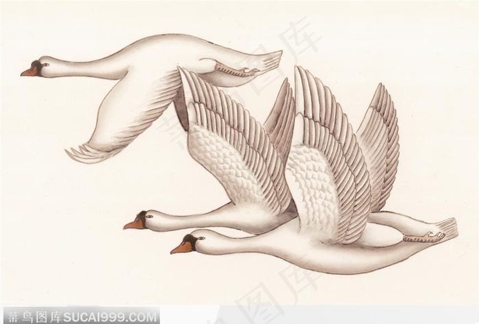 工笔画—天鹅图