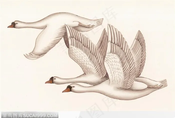 工笔画—天鹅图