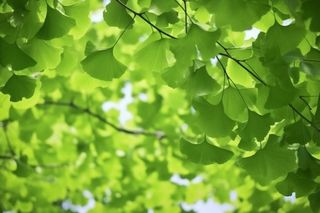 绿色银杏叶背景