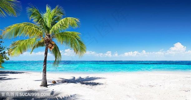 高清海边沙滩椰树风景图片