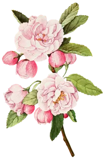 复古手绘植物花卉玫瑰花PNG免扣图案高清图片PS设计素材图