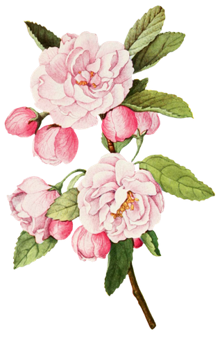 复古手绘植物花卉玫瑰花PNG免扣图案高清图片PS设计素材图