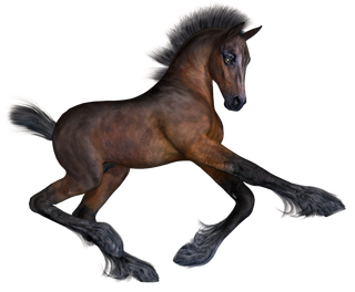 马动物免扣素材透明背景野马