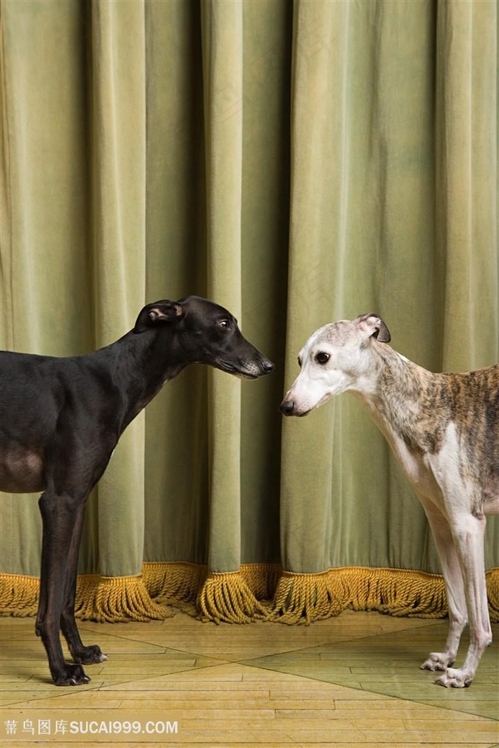 黑色和带斑纹的惠比特犬狗狗图片