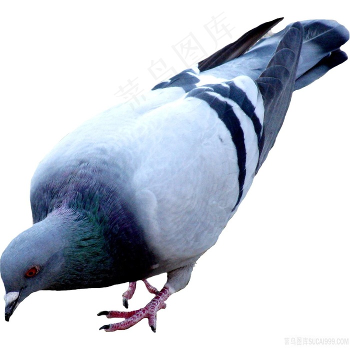 伏在地上啄食的鸽子免抠图片