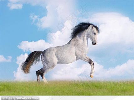 草原上奔跑的黑色骏马抬起前腿骏马图片