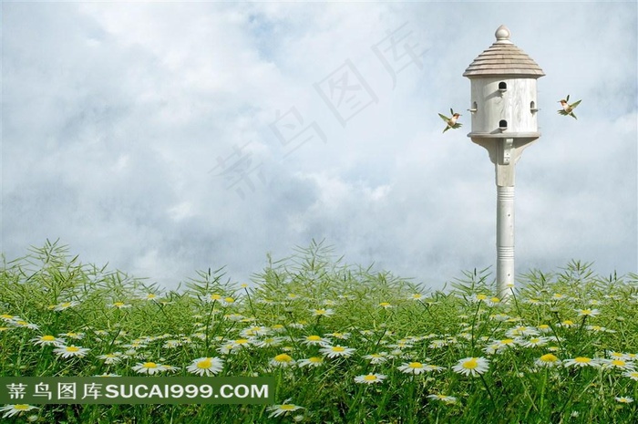 春季报喜鸟菊花