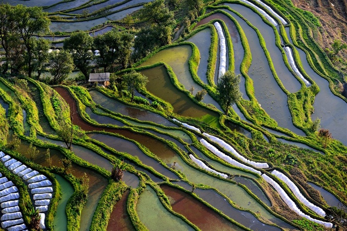 云南元阳梯田风景图片