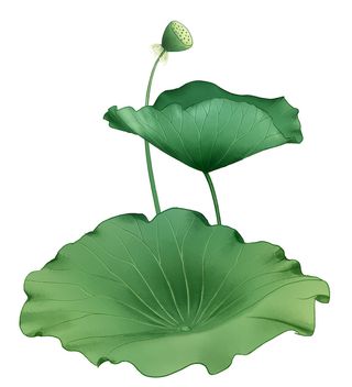 国潮中国风手绘荷花莲花荷叶莲藕植物花卉装饰插画PSD设计素材