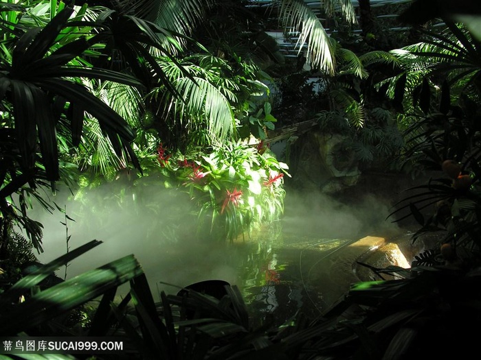 热带雨林图片素材