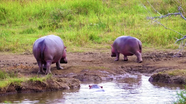 河马, 泥, 沼泽, 哺乳动物, 野生动物, 荒野, 户外的
