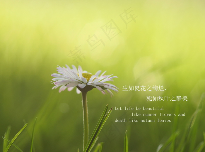 小清新文字短句英语