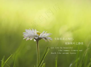 小清新文字短句英语