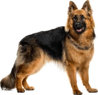德国牧羊犬 PNG免抠(331x320)