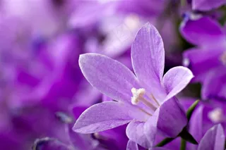 紫色花朵花卉鲜花图片