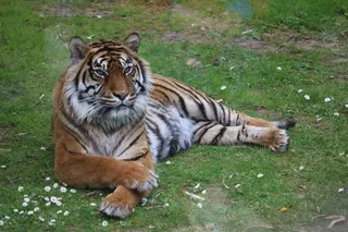 悠闲大老虎图片