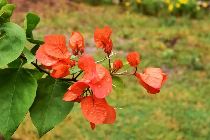 红色三角梅摄影图片