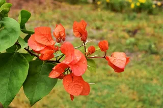 红色三角梅摄影图片