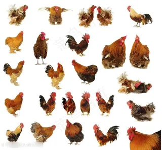 各种形态的母鸡高清图片