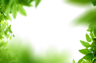 树木树枝树叶免扣素材