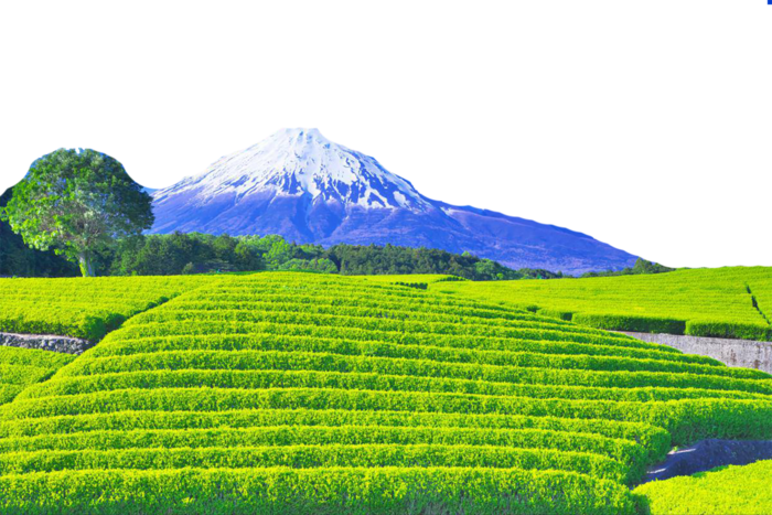 现代农业山田