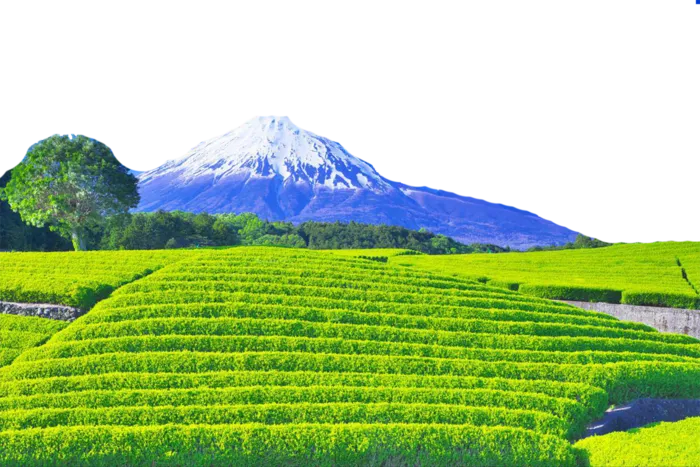 现代农业山田