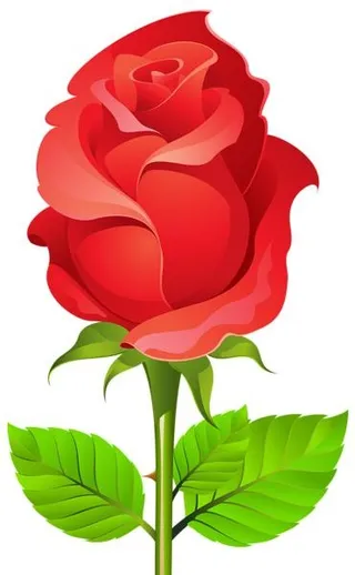 玫瑰 PNG免抠