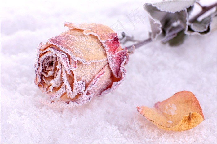 雪里的玫瑰特写素材