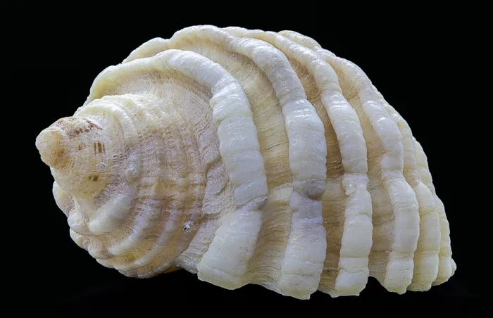 精美螺旋贝壳图片