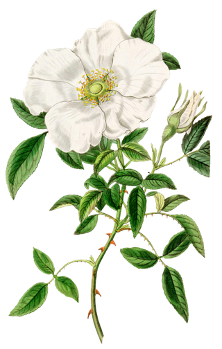 复古手绘植物花卉玫瑰花PNG免扣图案高清图片PS设计素材图