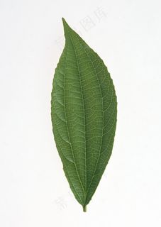 花草特写 1838 花草特写 1838