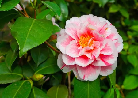 山茶花花朵图片 山茶花花朵图片