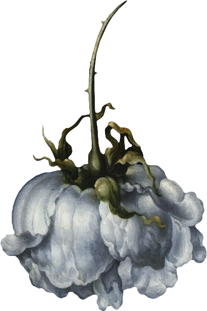 复古油画质感宫廷花卉植物花朵鲜花拼贴图案PNG免抠图片设计素材