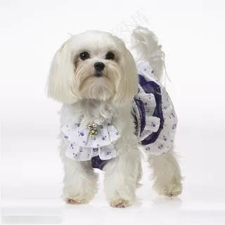迷你犬-穿着衣服的狗狗西施犬