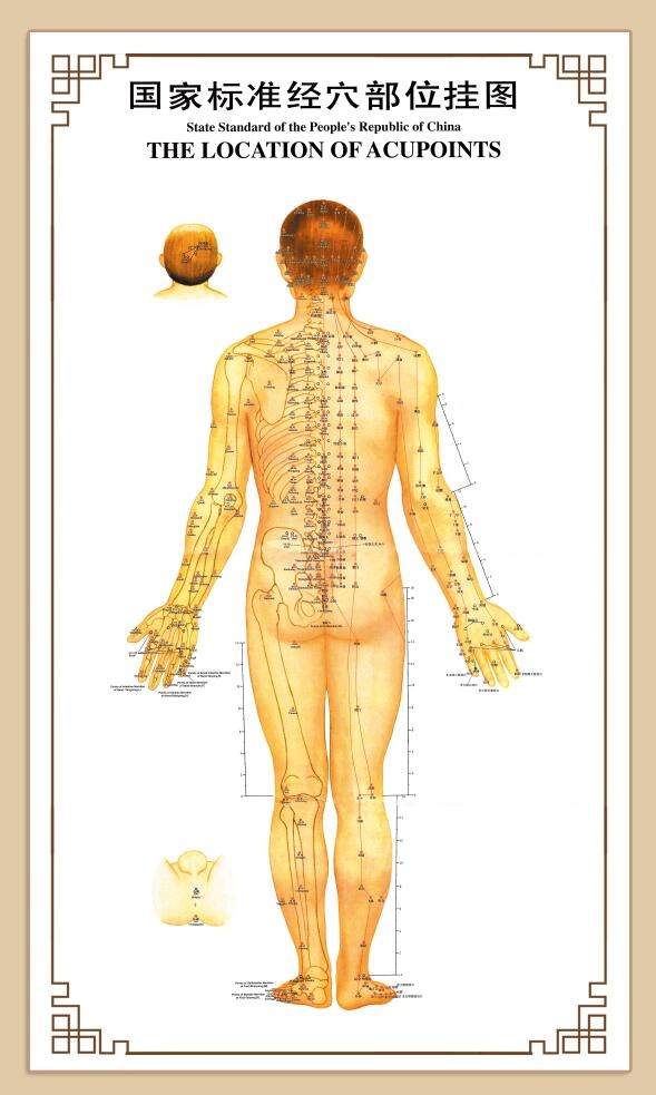 国家标准经穴部位挂图图片psd模版下载