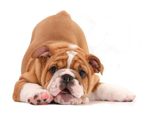 斗牛犬 PNG免抠(725x548)