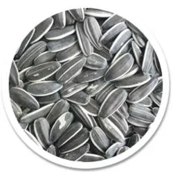 向日葵种子 PNG免抠(250x250)