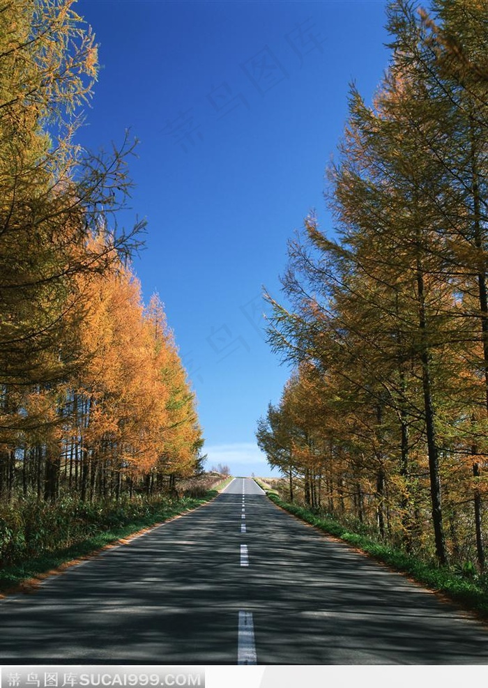 蓝天下枫叶和水泥公路