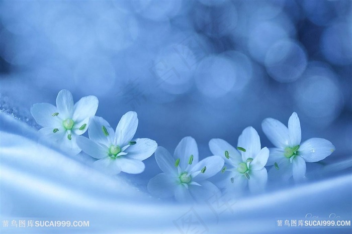 高清唯美白色小花鲜花图片