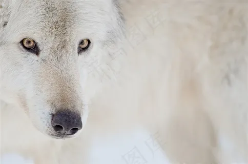 狼眼睛高清特写图片