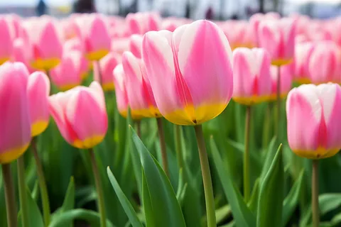 公园里生长的大片郁金香摄影图