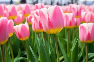 公园里生长的大片郁金香摄影图