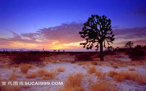 加利福尼亚唯美草原风景
