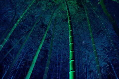 竹林风光素材图片下载