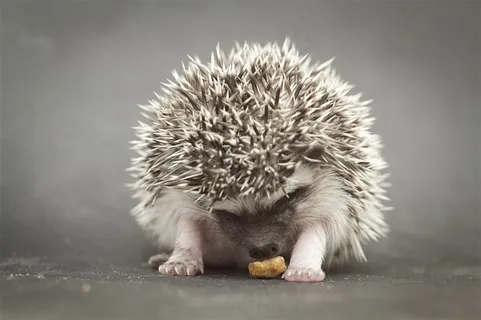 吃东西的小刺猬素材