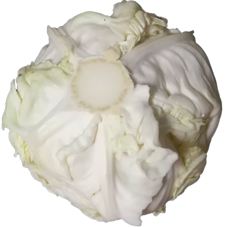 花椰菜圆白菜包菜莲花白大头菜菜心免抠摄影实拍实物元素素材