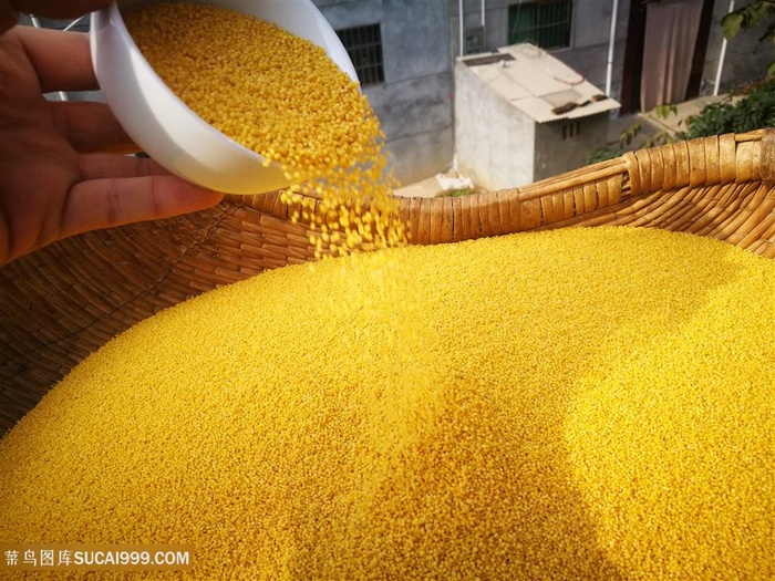 粮食素食小米