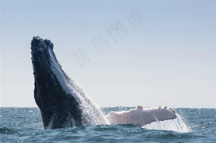 深海里的鲸鱼头图片