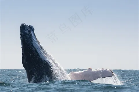 深海里的鲸鱼头图片 深海里的鲸鱼头图片