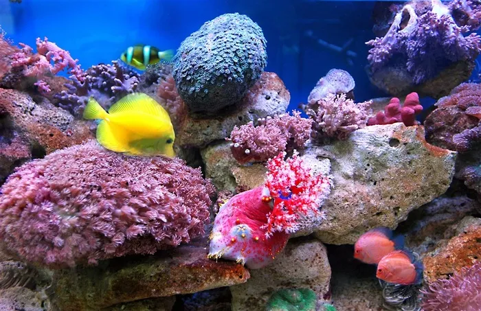 海底鱼高清图片